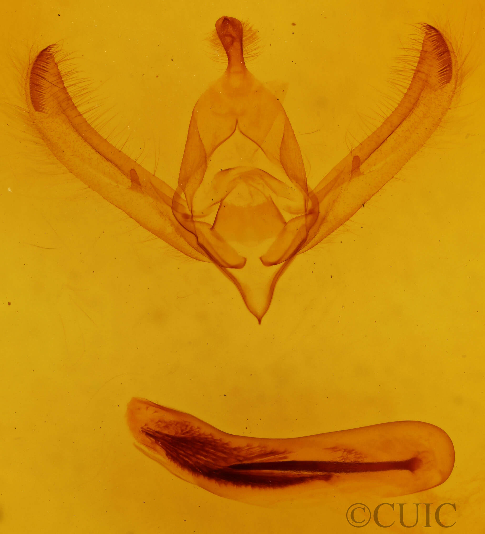 genitalia view of adult Psaphida rolandi
