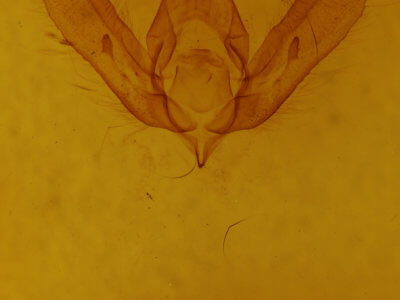 genitalia view of adult Psaphida thaxterianus