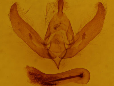 genitalia view of adult Psaphida thaxterianus