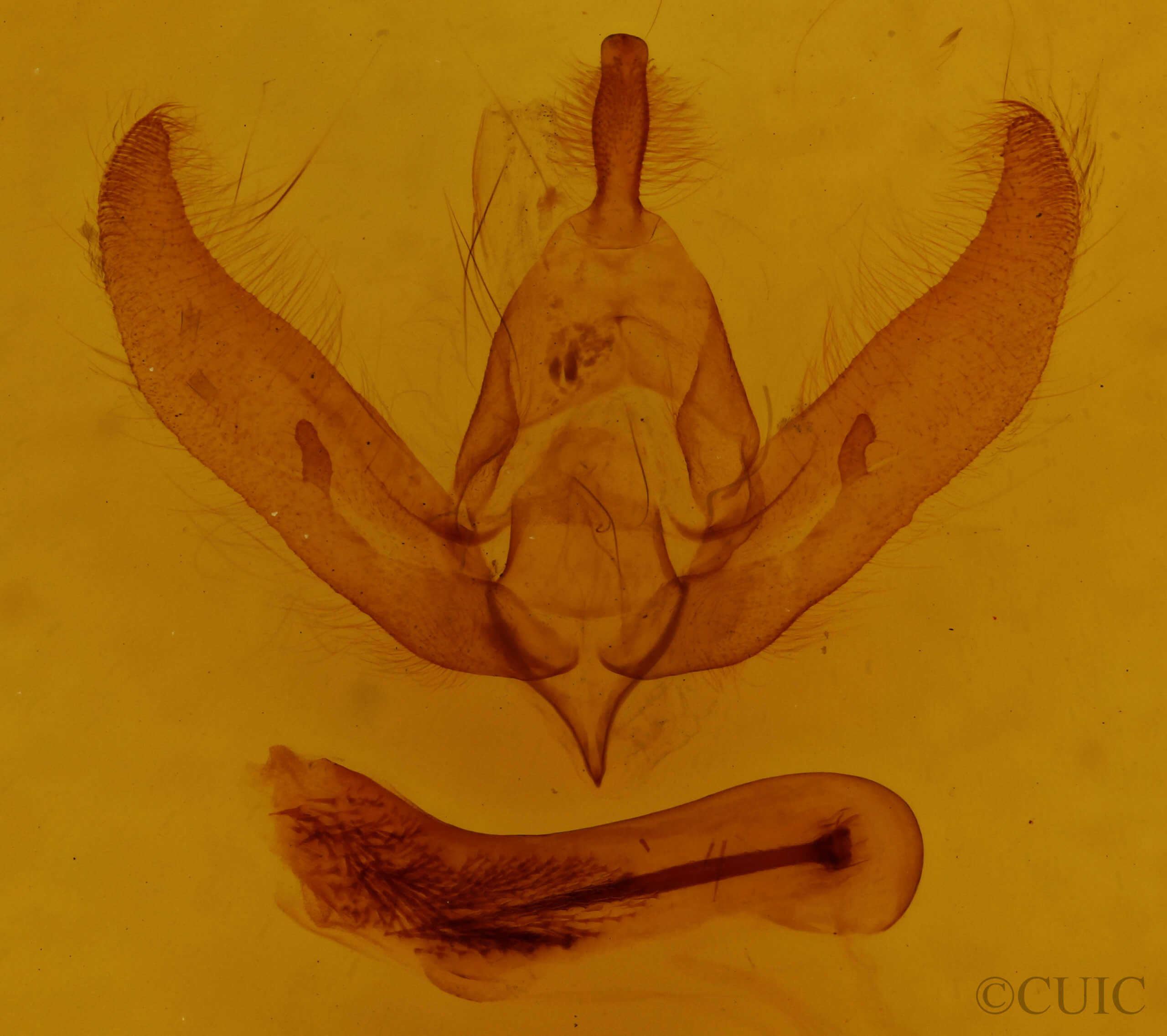 genitalia view of adult Psaphida thaxterianus