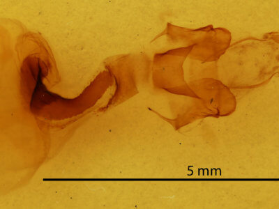 genitalia view of adult Psectraglaea carnosa