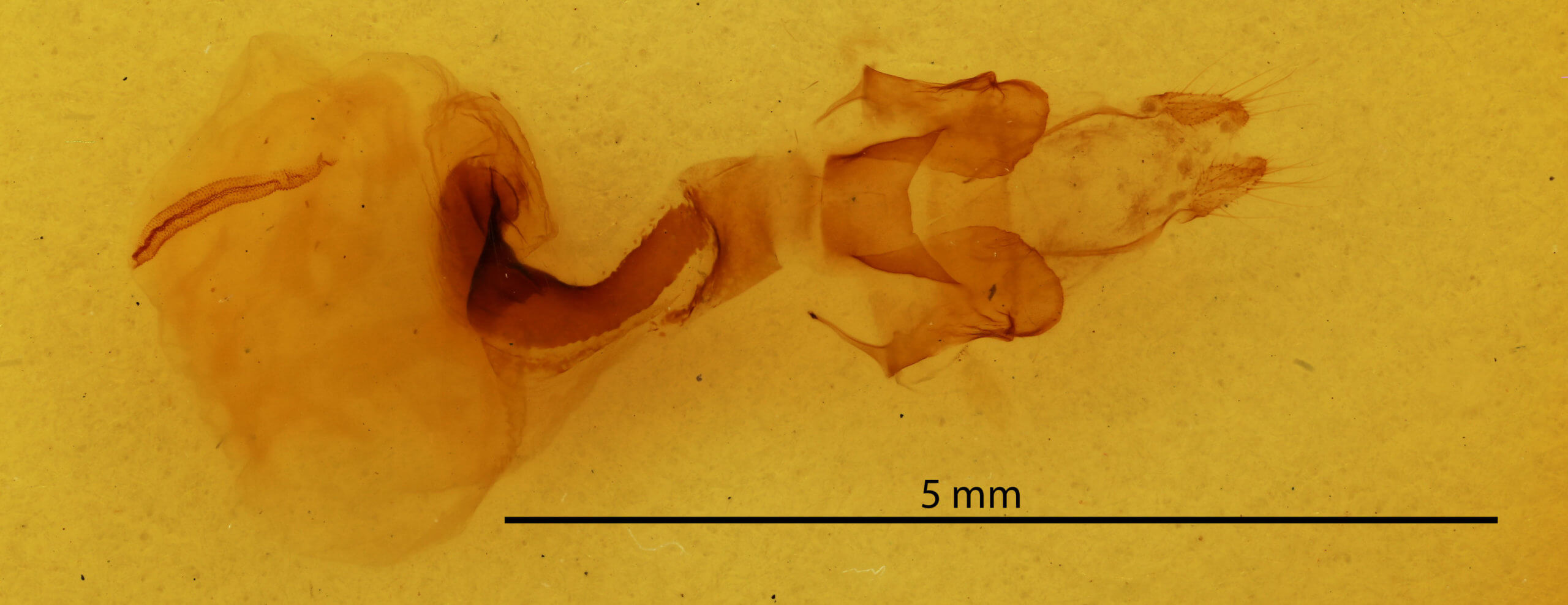 genitalia view of adult Psectraglaea carnosa