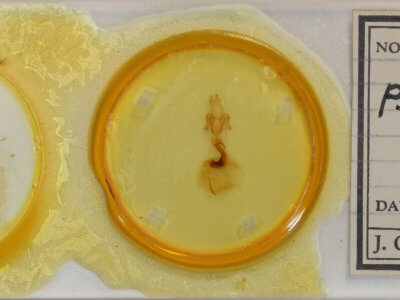 slide view of adult Psectraglaea carnosa