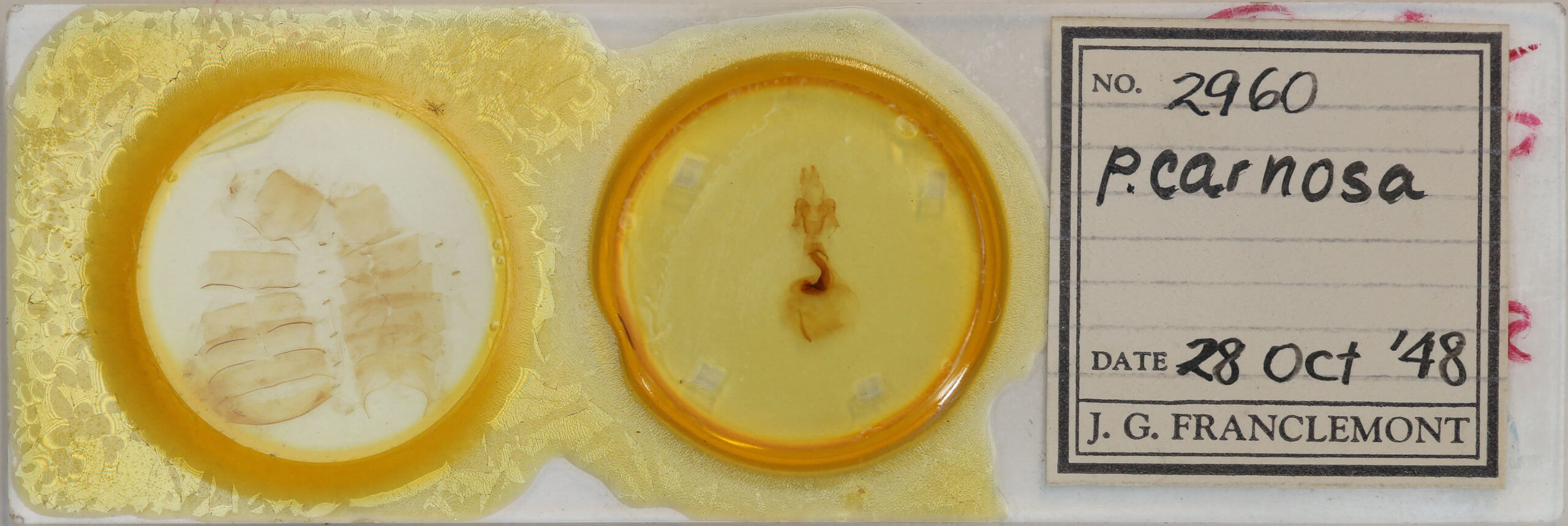 slide view of adult Psectraglaea carnosa