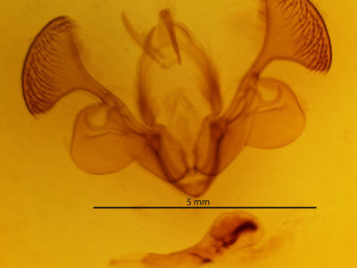 genitalia view of adult Mythimna albicosta
