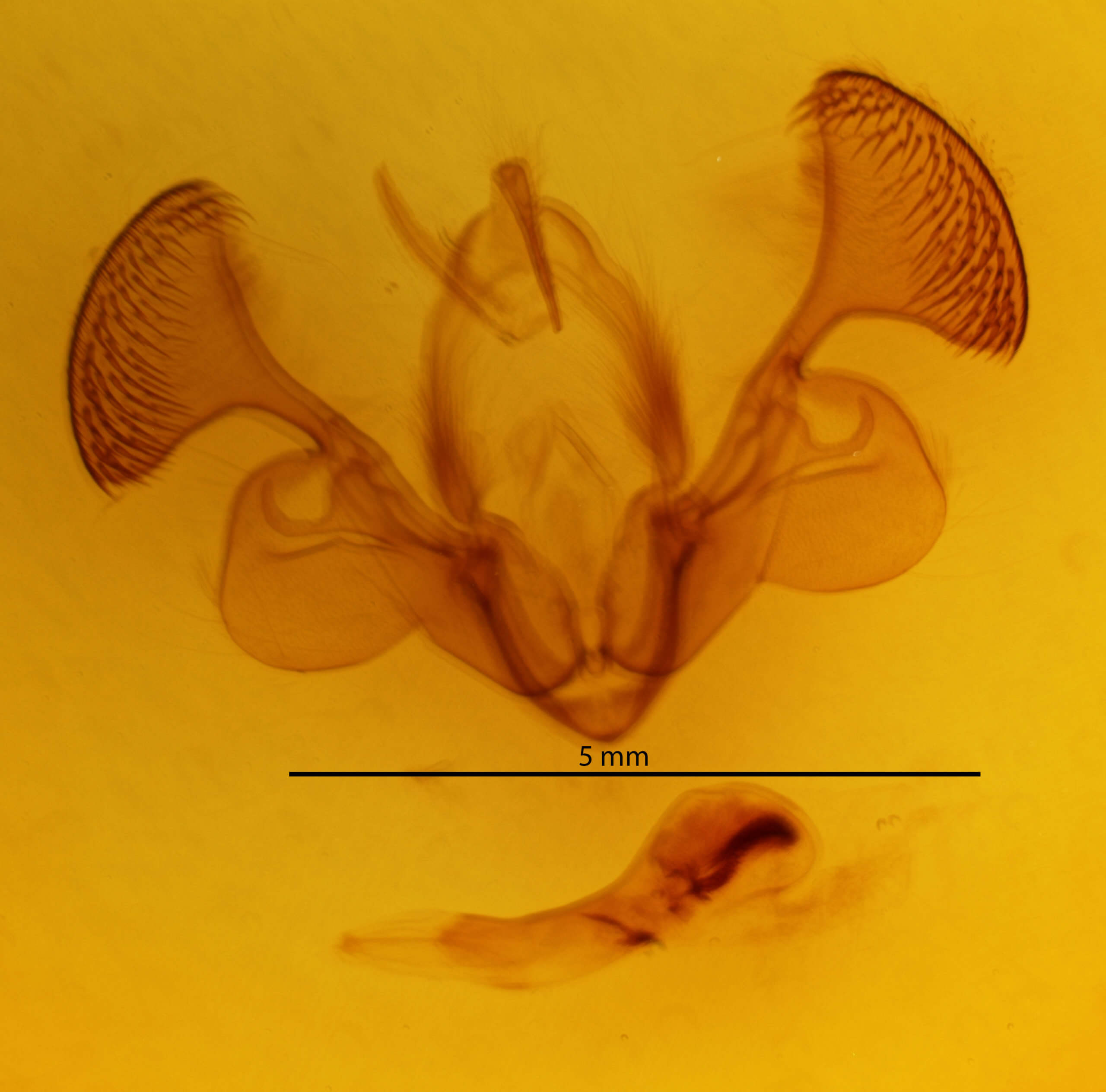 genitalia view of adult Mythimna albicosta