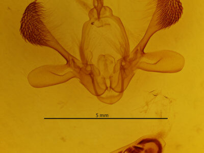 genitalia view of adult Mythimna separata