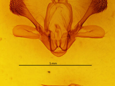 genitalia view of adult Mythimna separata