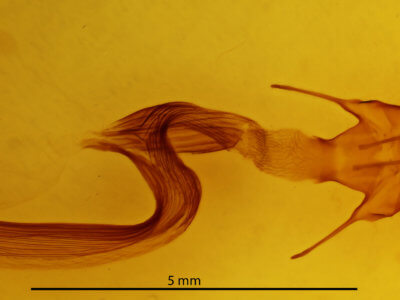 genitalia view of adult Mythimna separata