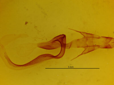 genitalia view of adult Mythimna unipuncta