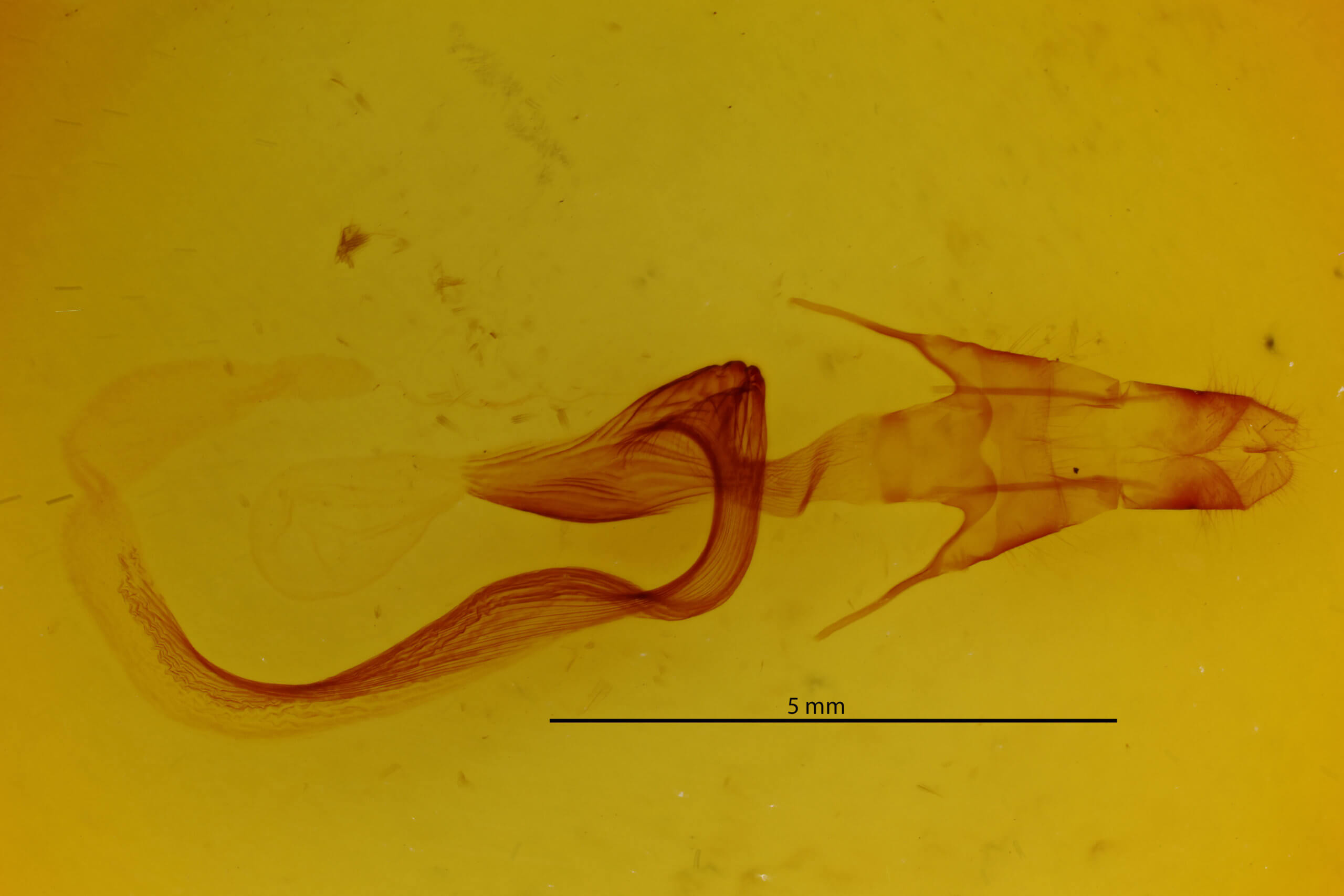 genitalia view of adult Mythimna unipuncta