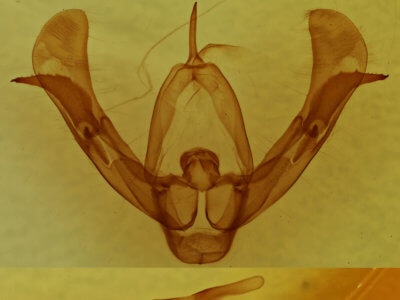 genitalia view of adult Pseudorthodes vecors