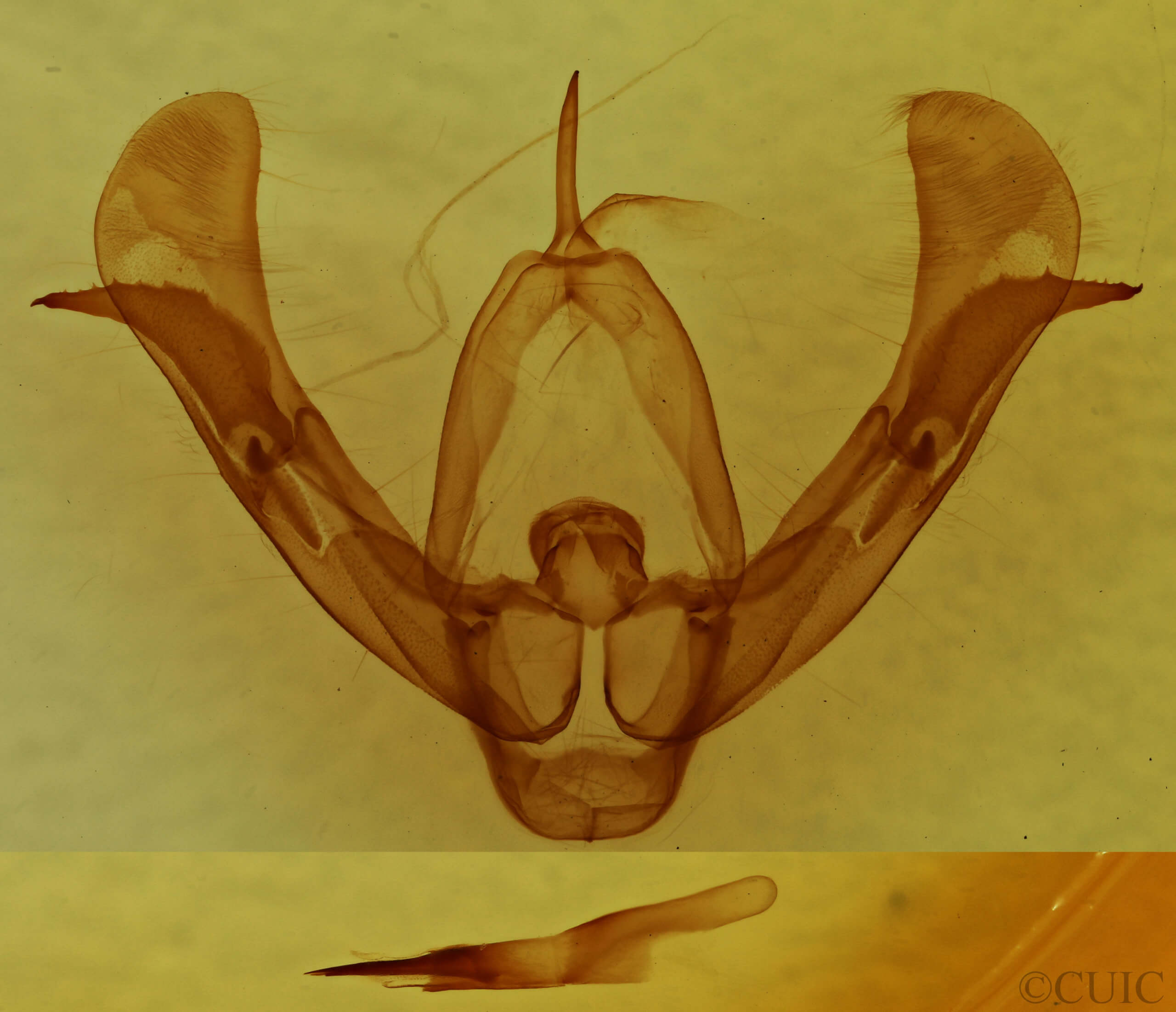genitalia view of adult Pseudorthodes vecors
