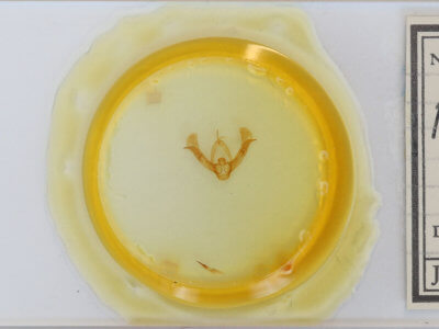 slide view of adult Pseudorthodes vecors