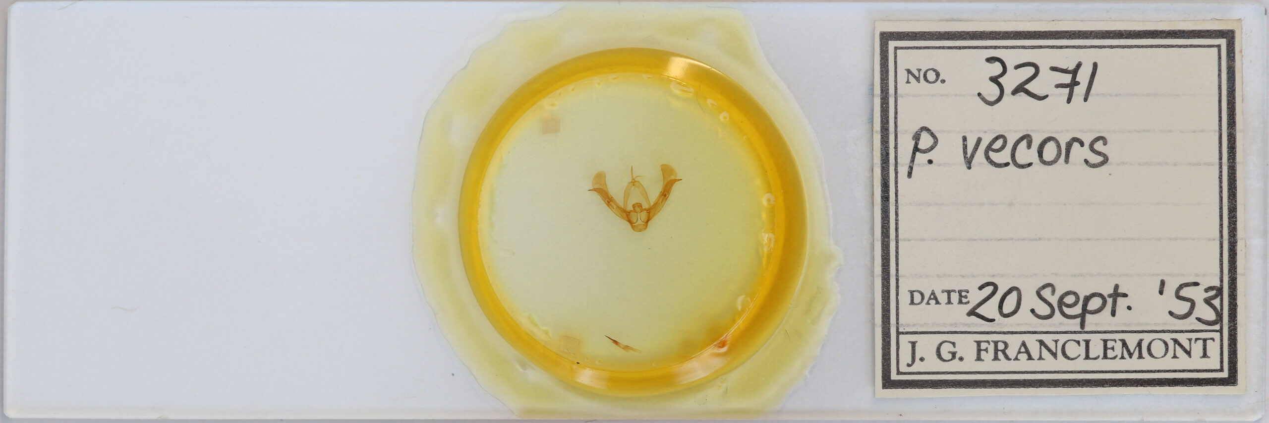 slide view of adult Pseudorthodes vecors