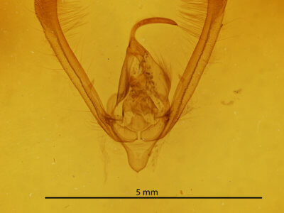genitalia view of adult Pyrrhia umbria