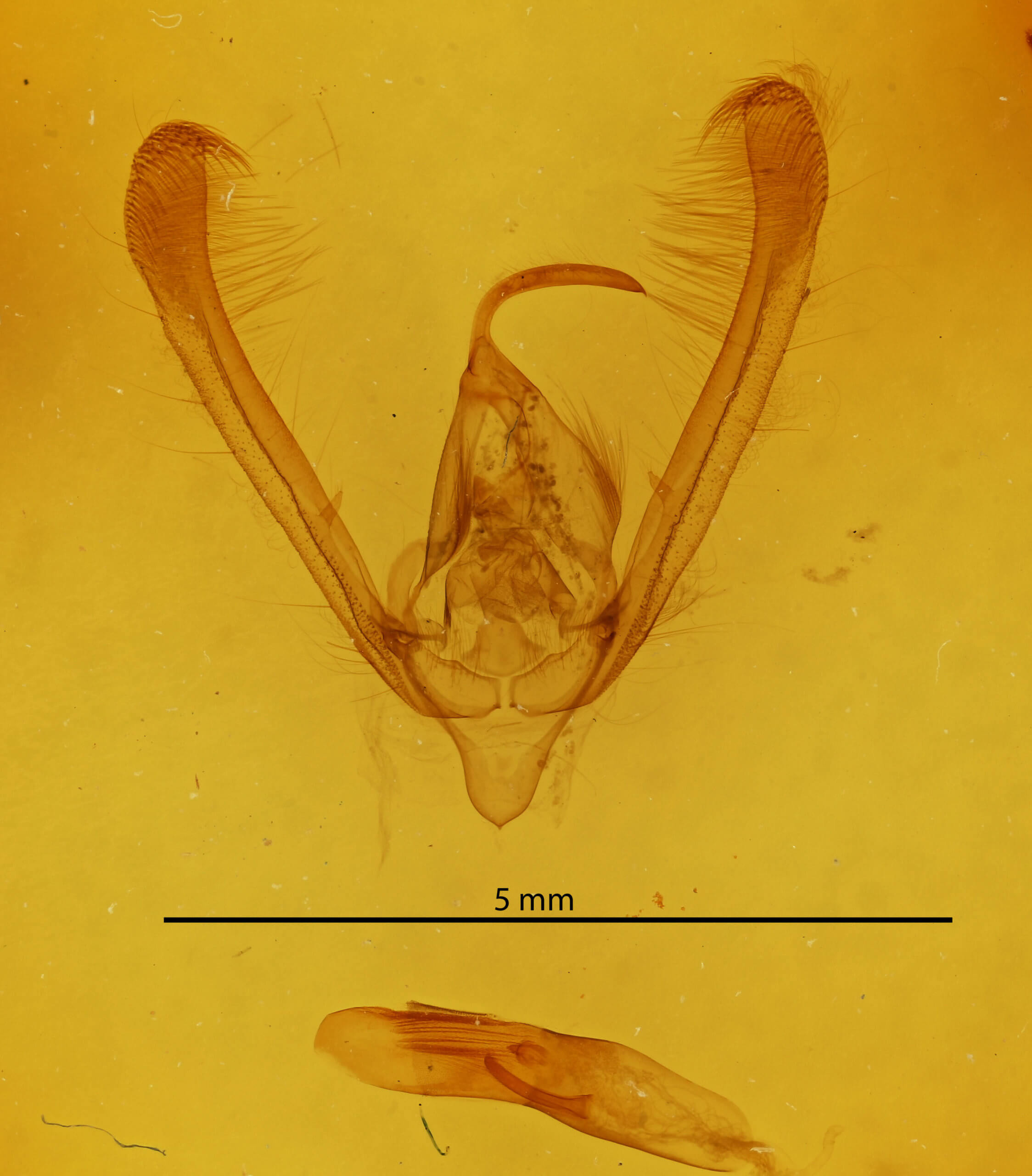 genitalia view of adult Pyrrhia umbria