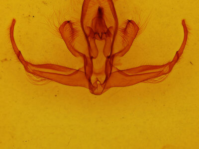 genitalia view of adult Quentalia granisca