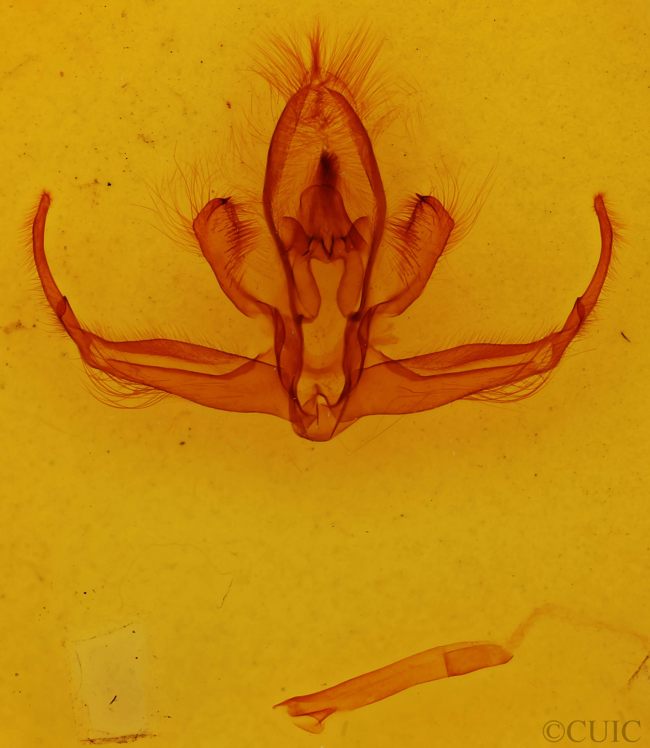 genitalia view of adult Quentalia granisca