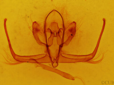 genitalia view of adult Quentalia sheila