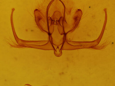 genitalia view of adult Quentalia sheila