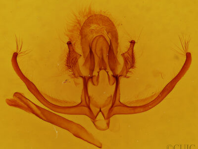 slide view of adult Quentalia  felisi