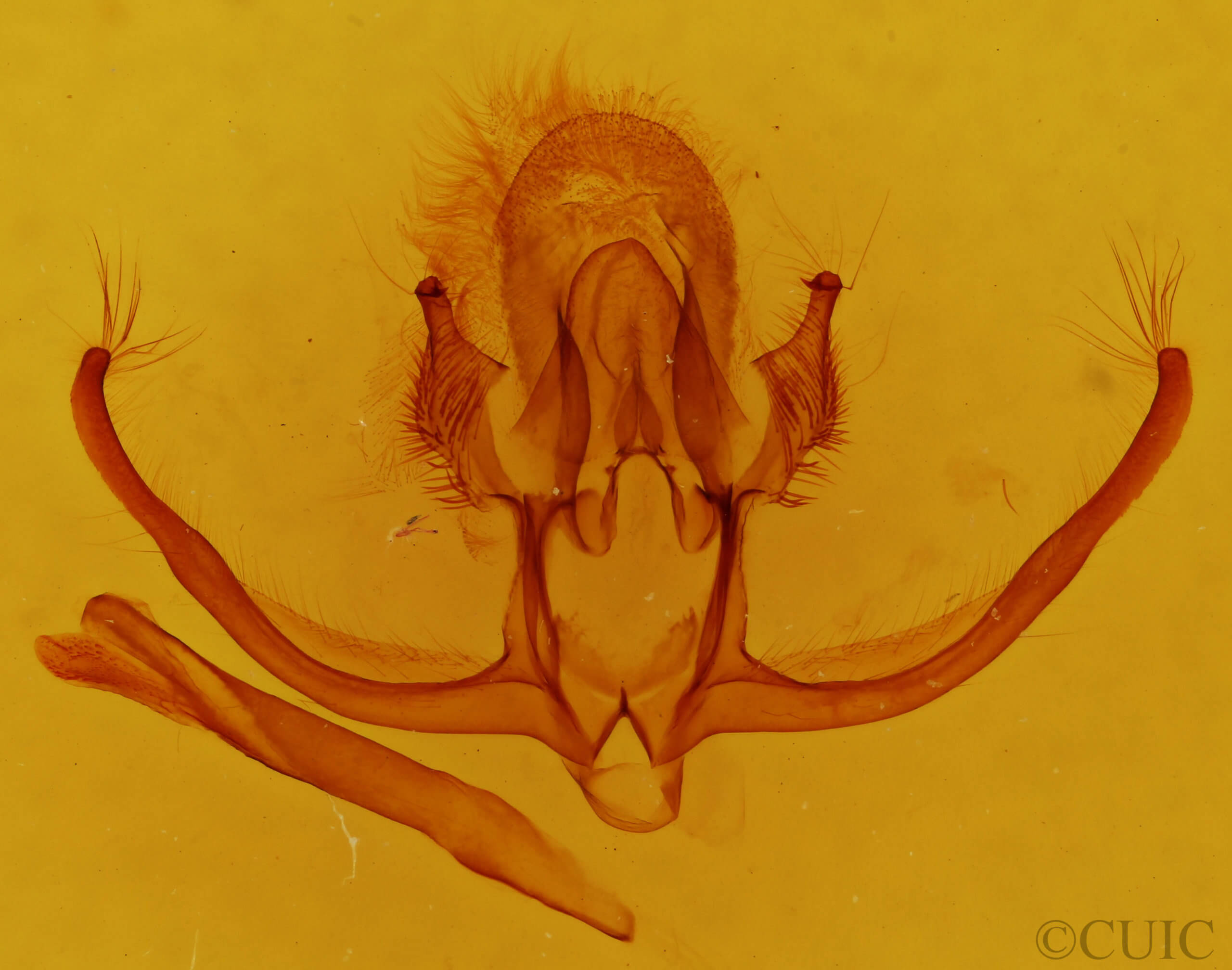 slide view of adult Quentalia  felisi