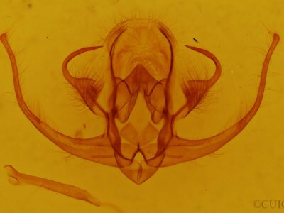 genitalia view of adult Quentalia vittata