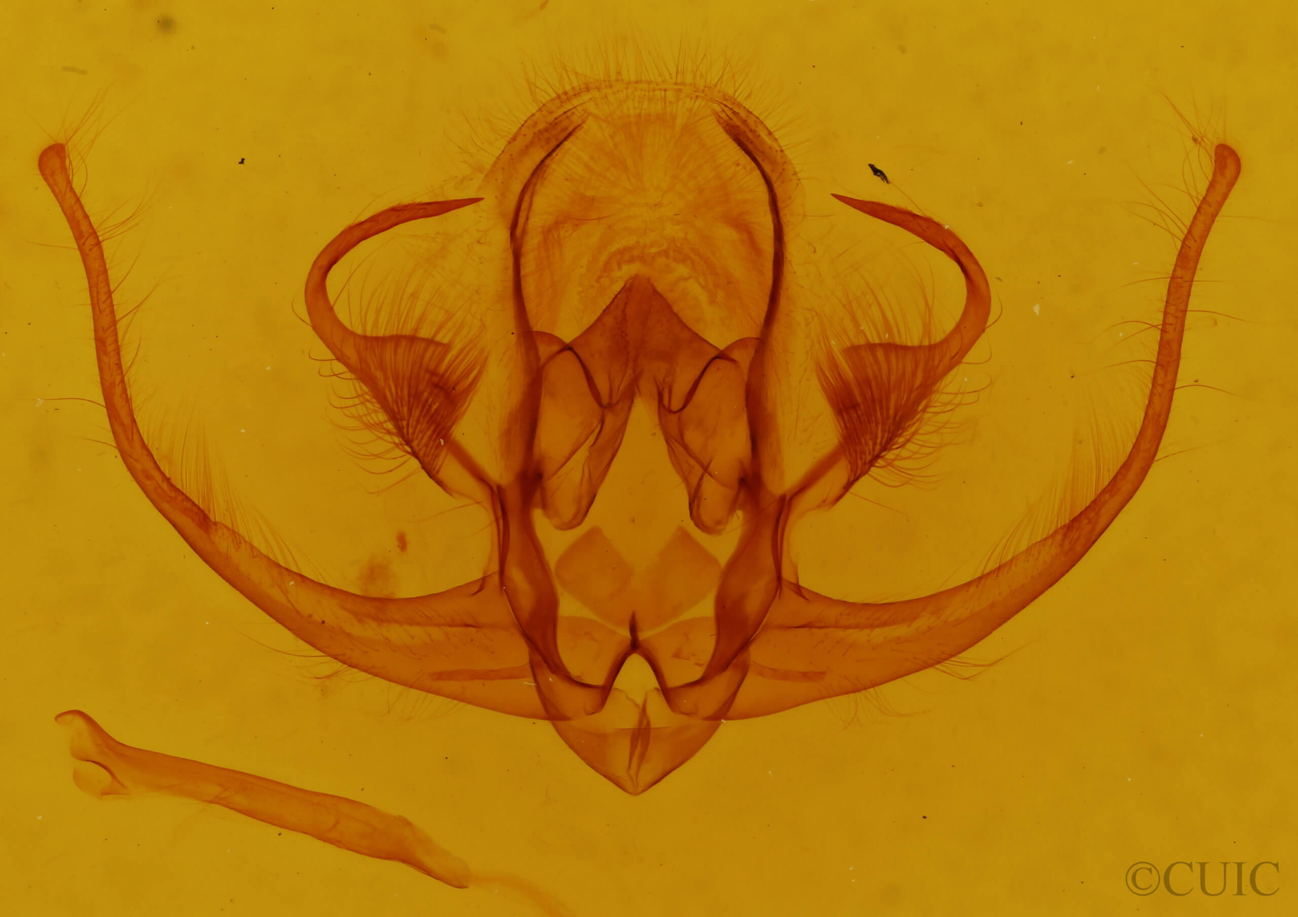 genitalia view of adult Quentalia vittata