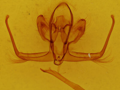 genitalia view of adult Quentalia sheila