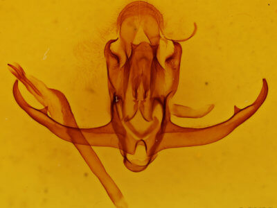 genitalia view of adult Quentalia punctilinea