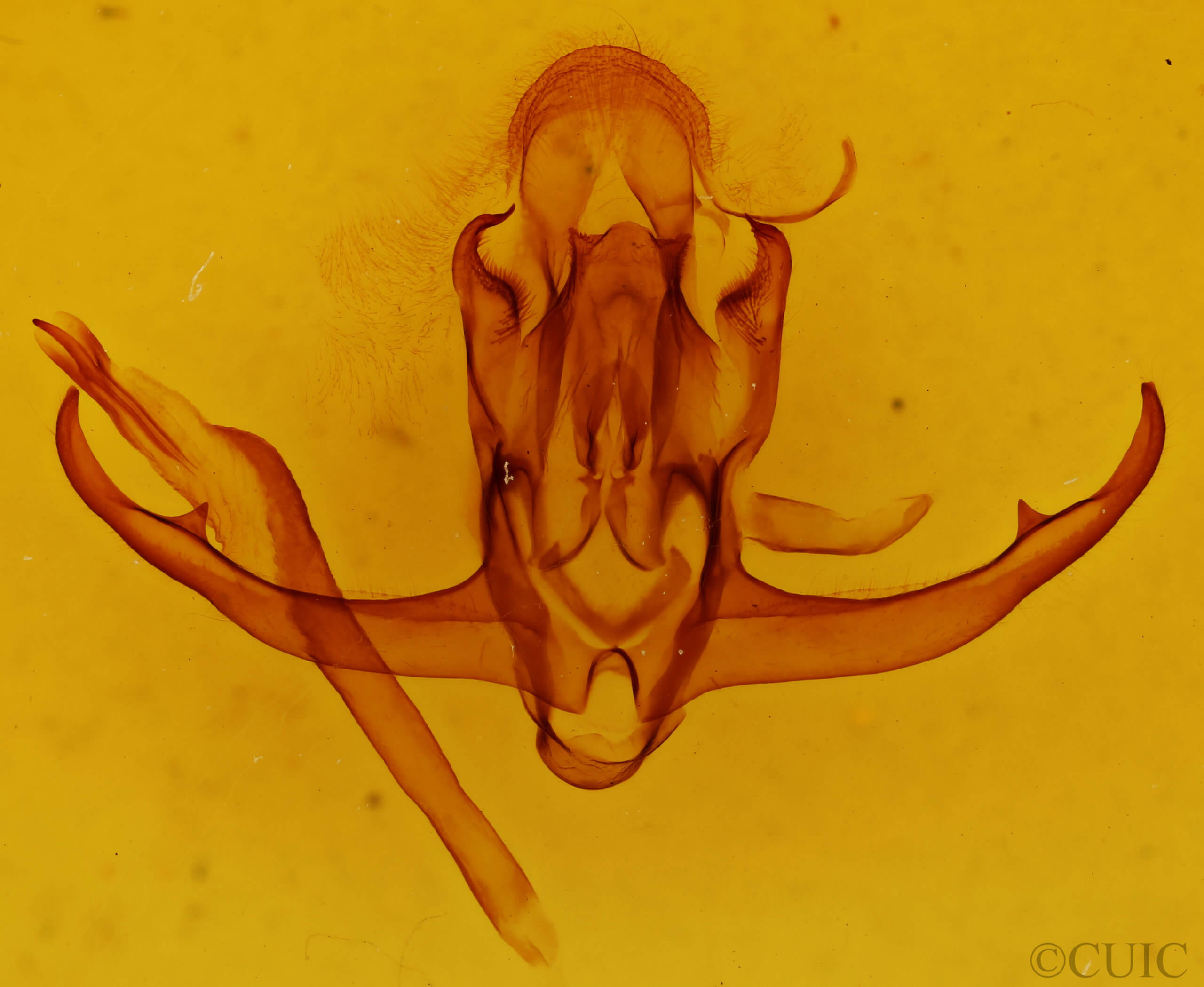 genitalia view of adult Quentalia punctilinea