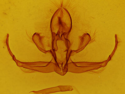 genitalia view of adult Quentalia granisca