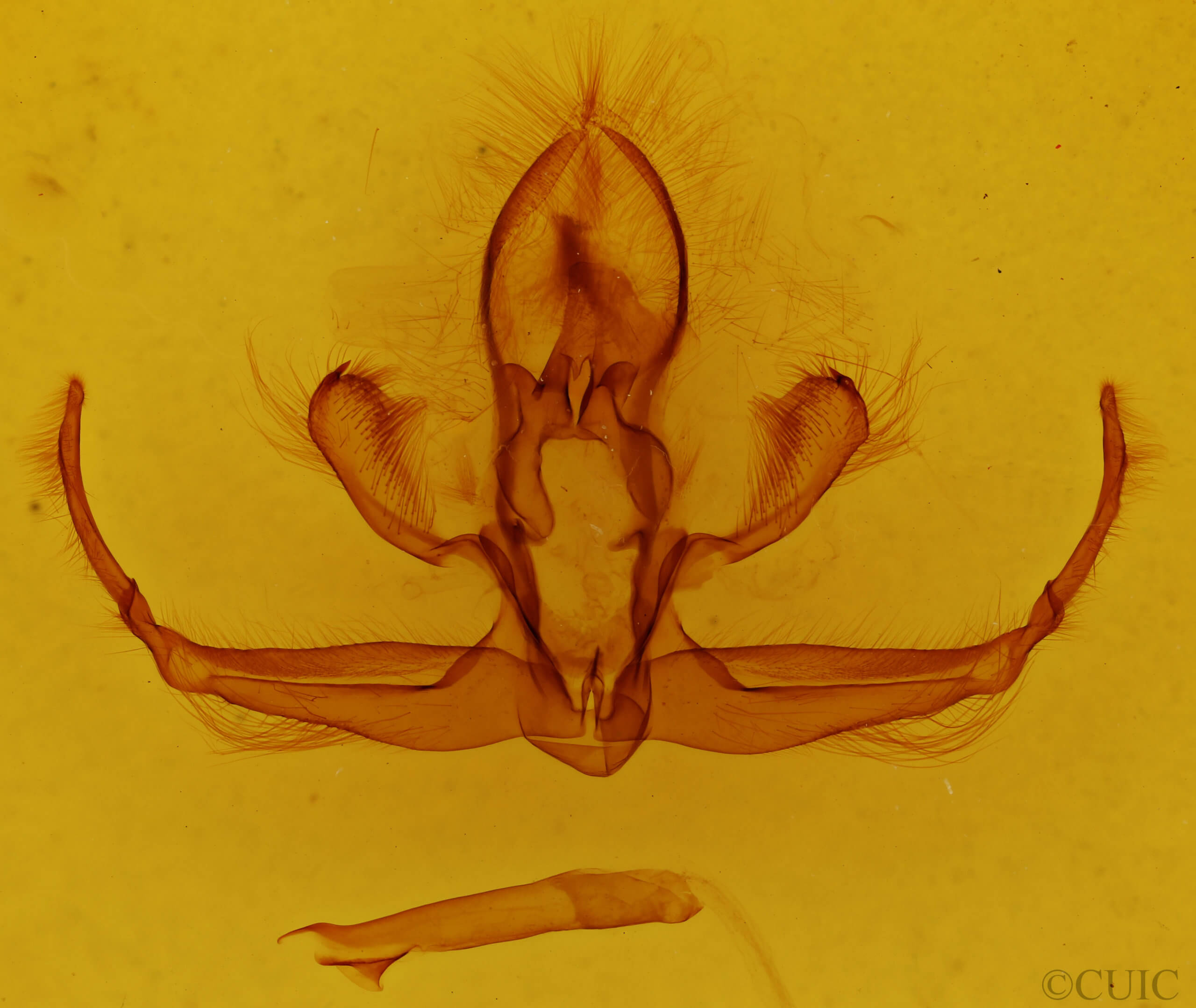 genitalia view of adult Quentalia granisca