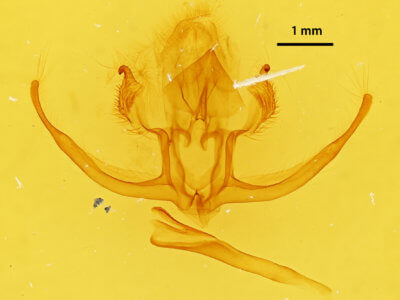 genitalia view of adult Quentalia felisi