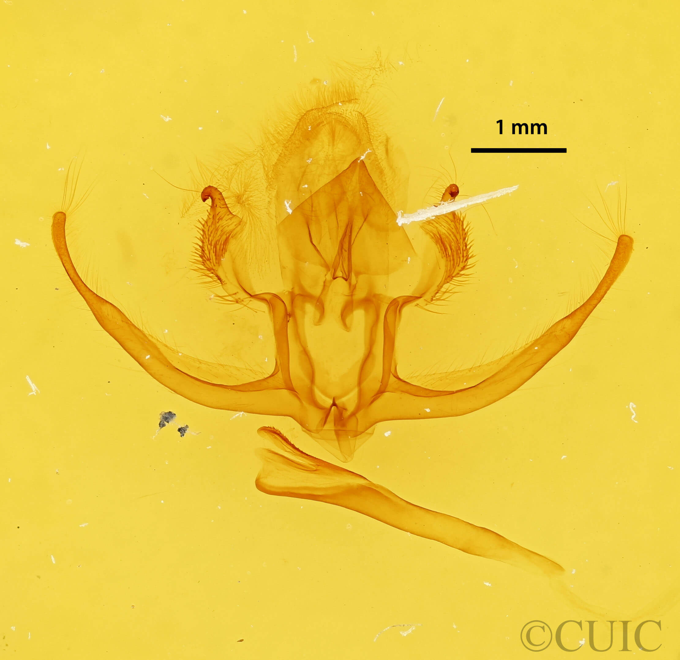genitalia view of adult Quentalia felisi