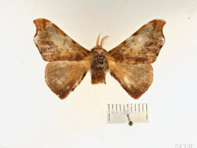 dorsal view of adult Quentalia ephonia