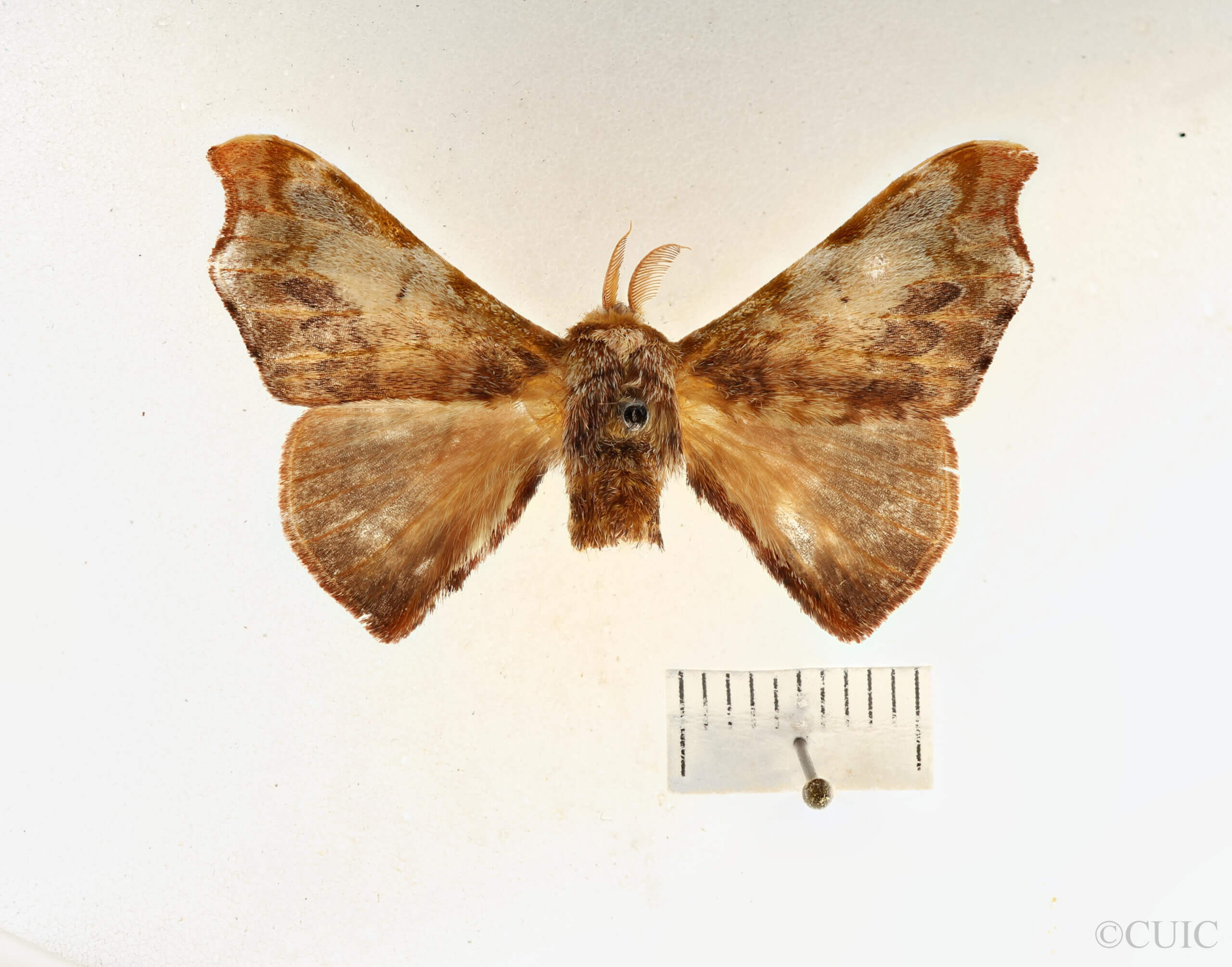 dorsal view of adult Quentalia ephonia