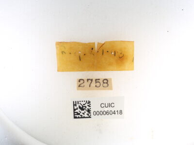 label view of Quentalia ephonia