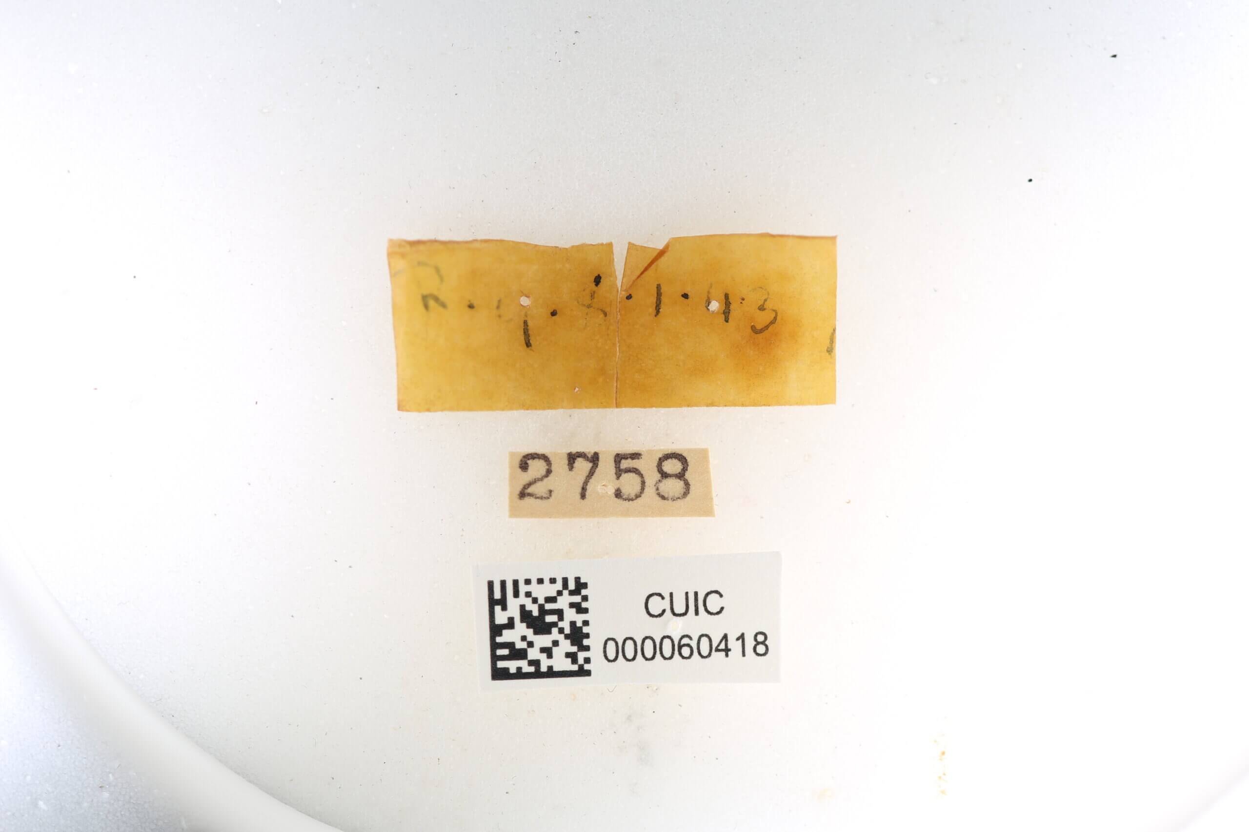 label view of Quentalia ephonia