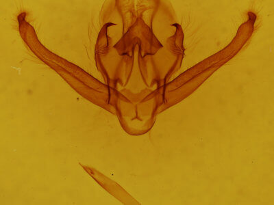 genitalia view of adult Quentalia ephonia