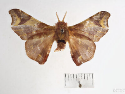 dorsal view of adult Quentalia punctilinea