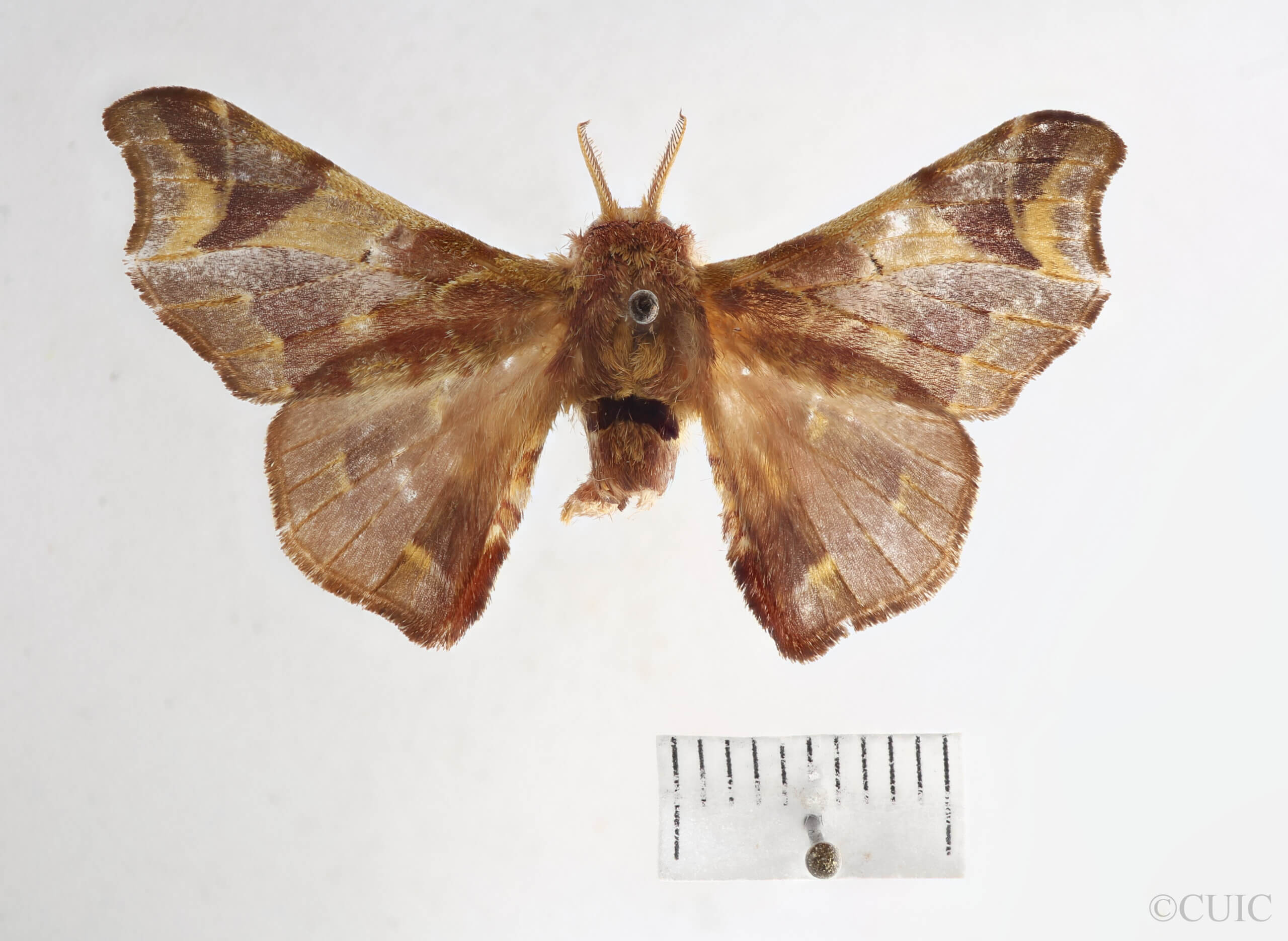 dorsal view of adult Quentalia punctilinea