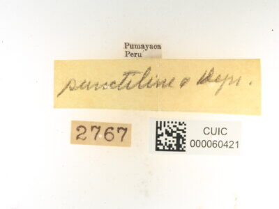 label view of Quentalia punctilinea