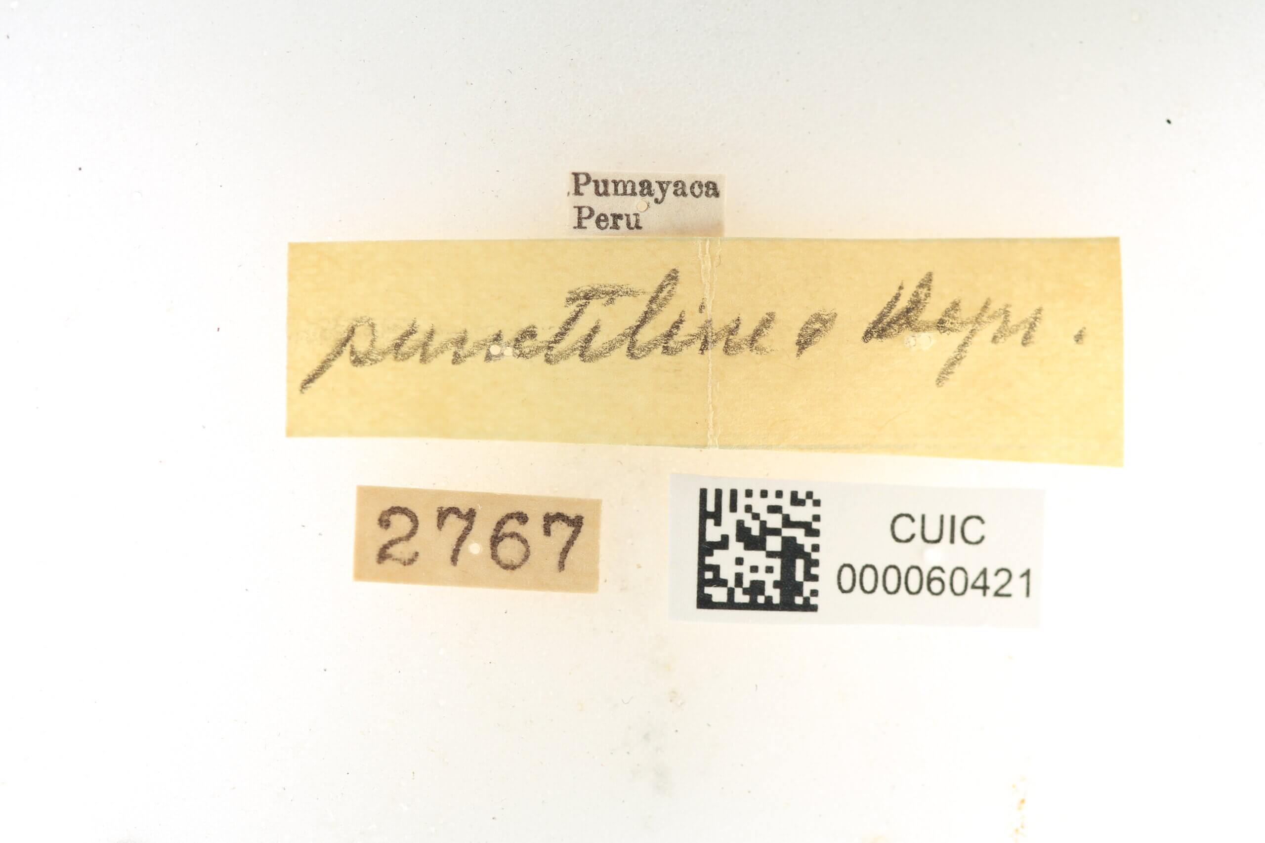 label view of Quentalia punctilinea