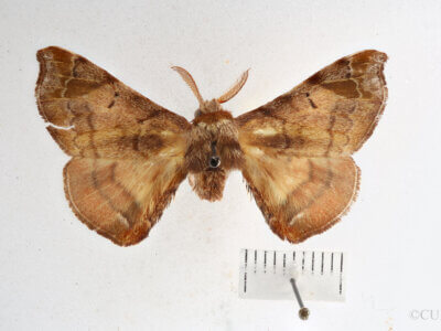 dorsal view of adult Quentalia sheila