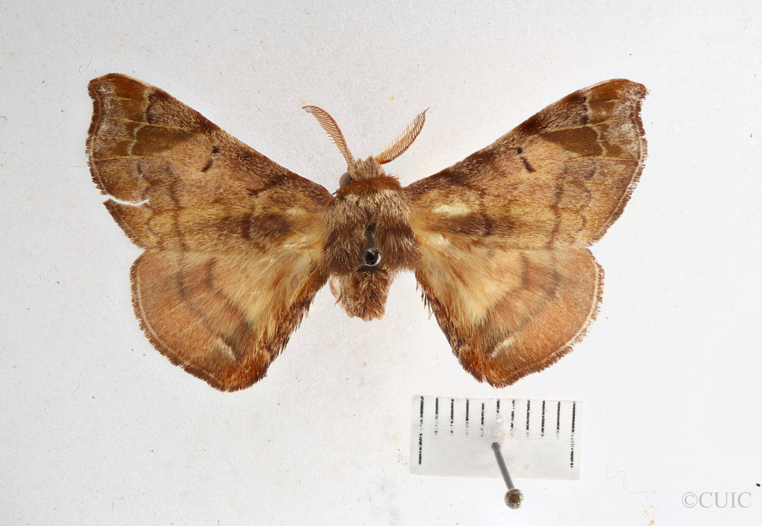 dorsal view of adult Quentalia sheila