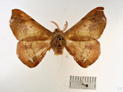 dorsal view of adult Quentalia granisca