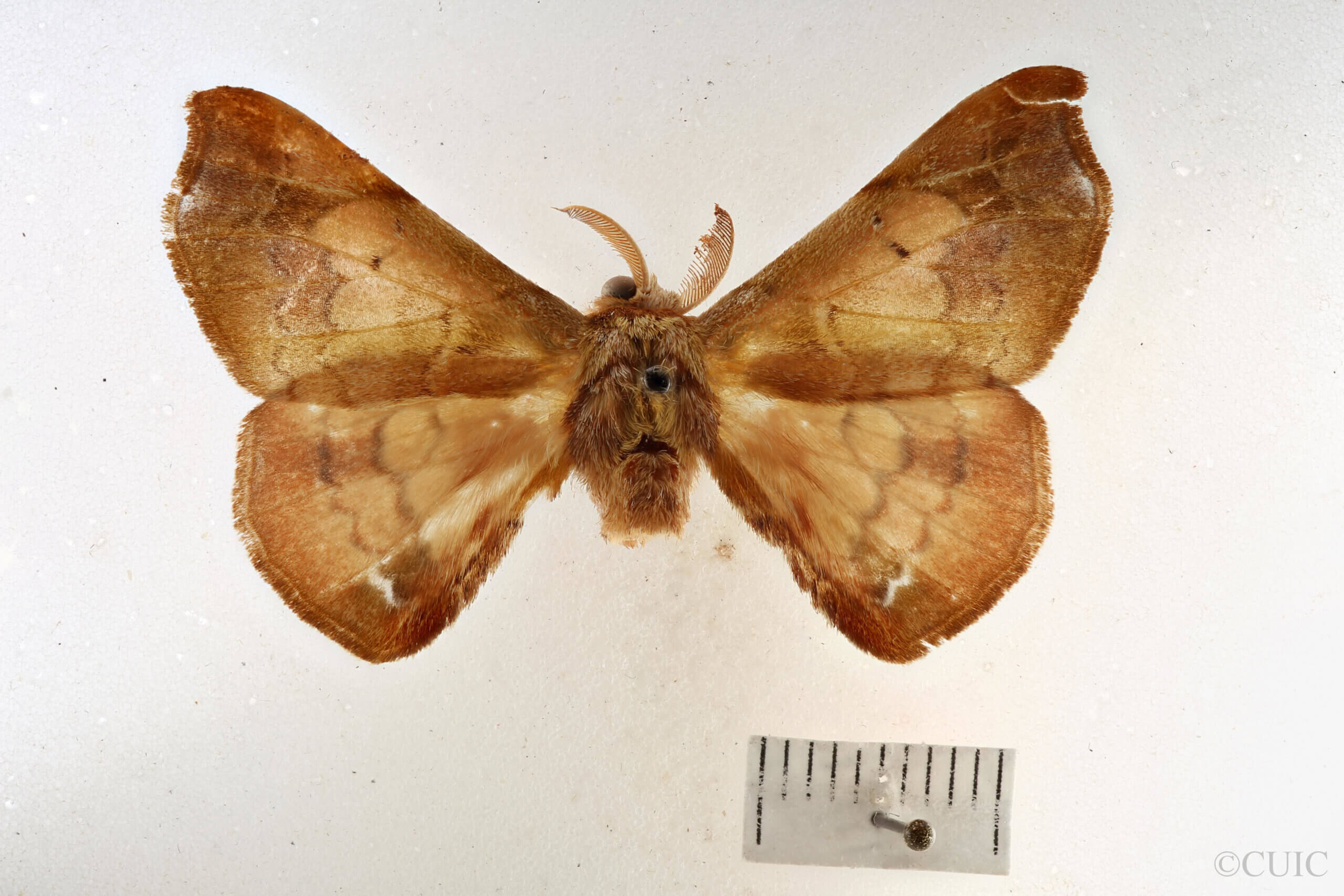 dorsal view of adult Quentalia granisca