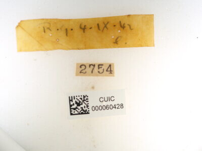 label view of Quentalia granisca